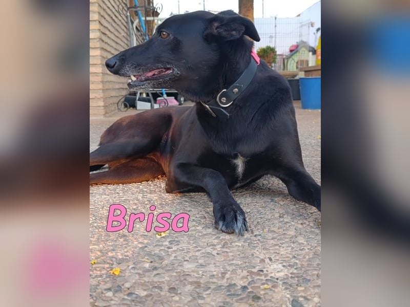 Brisa♥️geb. 05/2019 (ESP) - anhängliche und liebevolle Galgo-Mix Hündin!