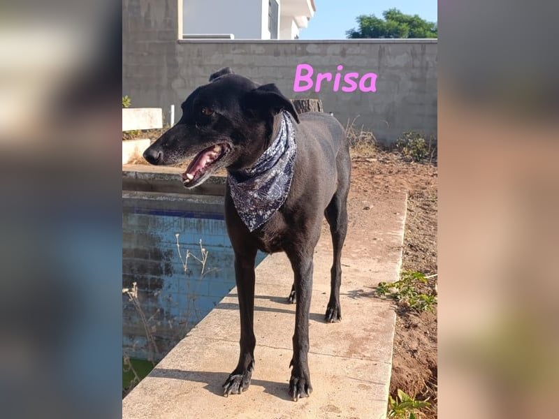 Brisa♥️geb. 05/2019 (ESP) - anhängliche und liebevolle Galgo-Mix Hündin!