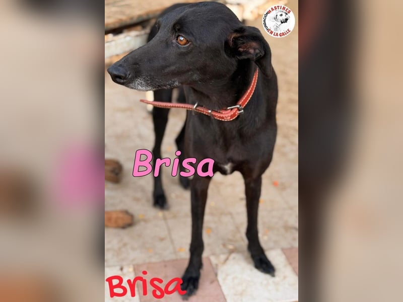 Brisa geb. 05/2019 (ESP) - anhängliche und liebevolle Galgo-Mix Hündin!