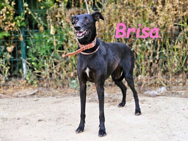 Brisa♥️geb. 05/2019 (ESP) - anhängliche und liebevolle Galgo-Mix Hündin!