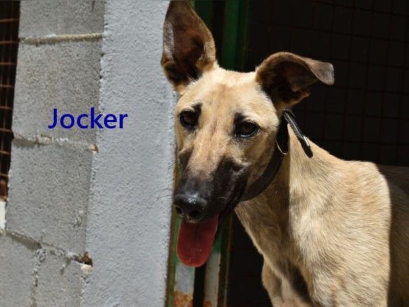 Jocker geb. 12/2025 (ESP) - wunderschöner, freundlicher Galgomischling!
