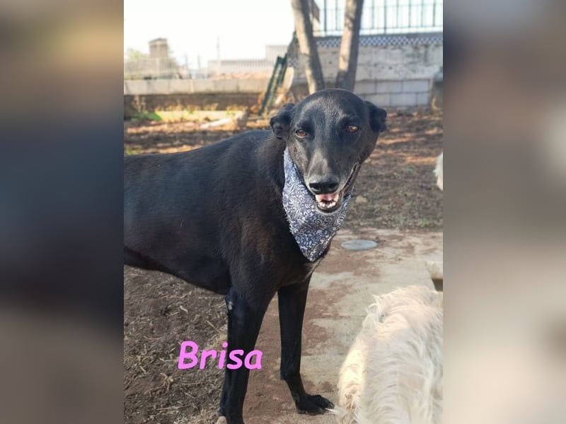 Brisa♥️geb. 05/2019 (ESP) - anhängliche und liebevolle Galgo-Mix Hündin!