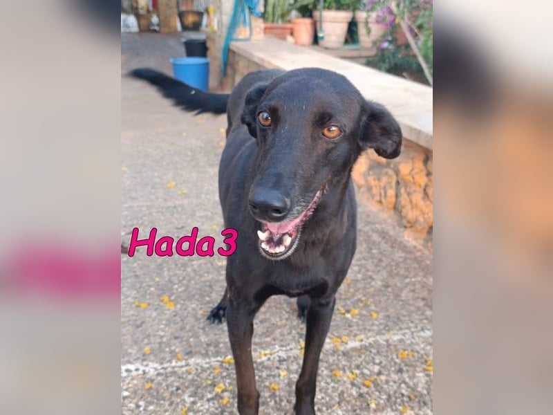 Hada3 geb. 05/2019 (ESP) - zuneigungsvolle und anhängliche Galgo-Mix Hündin!