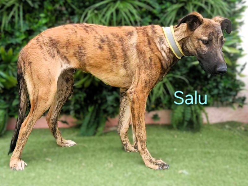 Salu geb. 12/2023 (ESP) - unglaublich liebevoller Galgo-Mix sehnt sich nach einem Zuhause!