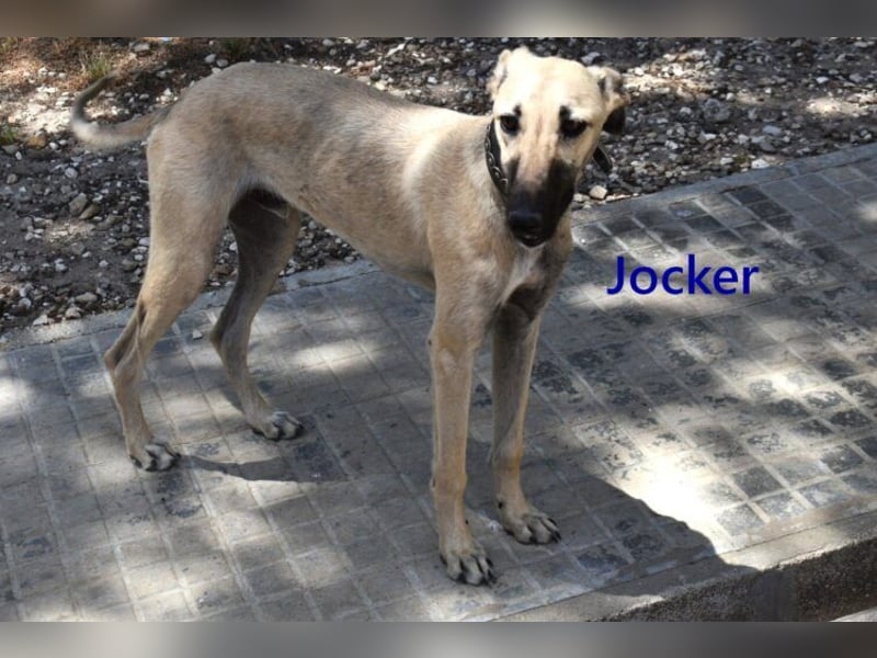 Jocker geb. 12/2025 (ESP) - wunderschöner, freundlicher Galgomischling!
