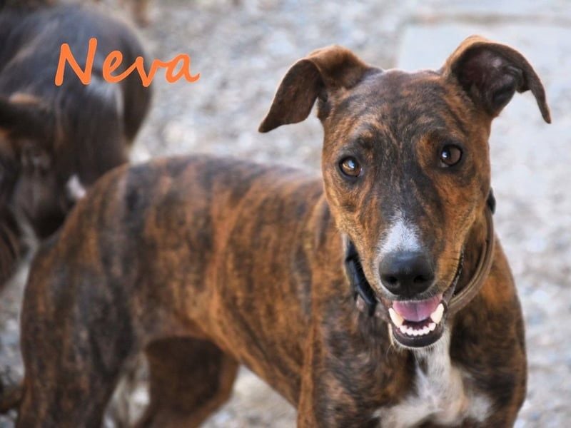 Neva geb. 10/2023 (ESP) - sehr liebes und verschmustes Galgo-Mix Mädchen!