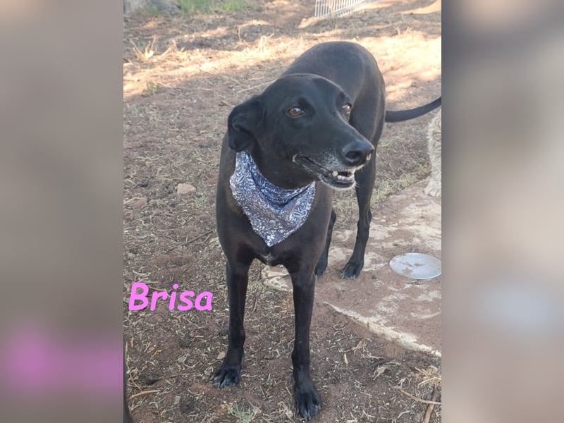 Brisa geb. 05/2019 (ESP) - anhängliche und liebevolle Galgo-Mix Hündin!