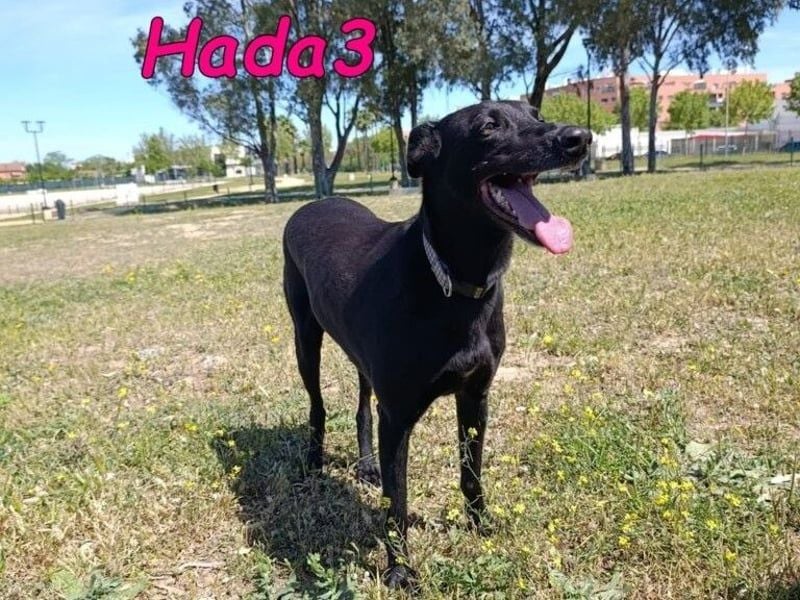 Hada3 geb. 05/2019 (ESP) - zuneigungsvolle und anhängliche Galgo-Mix Hündin!