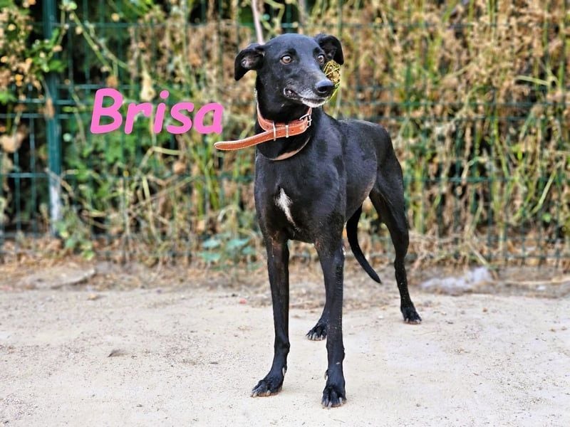 Brisa geb. 05/2019 (ESP) - anhängliche und liebevolle Galgo-Mix Hündin!
