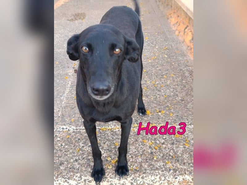 Hada3 geb. 05/2019 (ESP) - zuneigungsvolle und anhängliche Galgo-Mix Hündin!