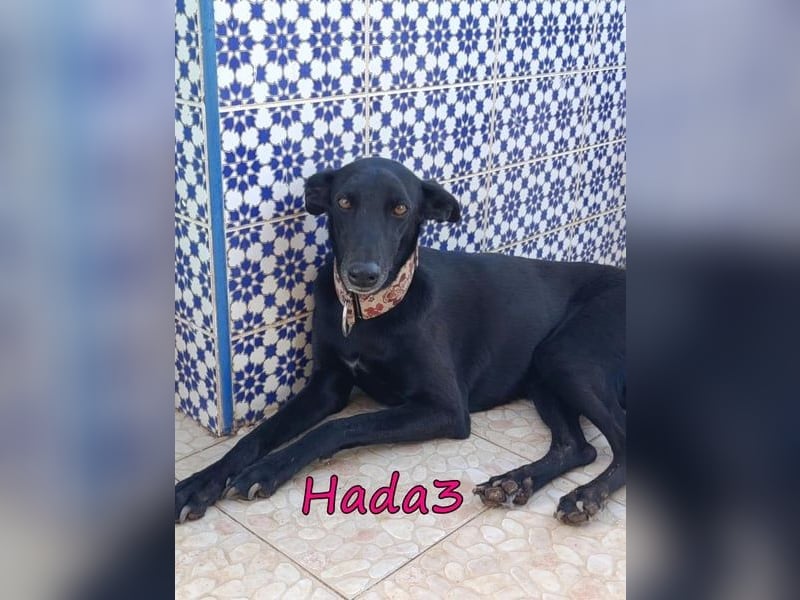Hada3 geb. 05/2019 (ESP) - zuneigungsvolle und anhängliche Galgo-Mix Hündin!