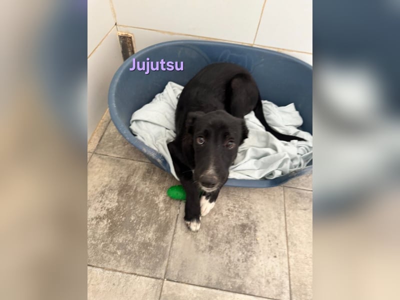 Jujutsu geb. 05/2026 (ESP) - fröhliches, soziales Hundemädchen!