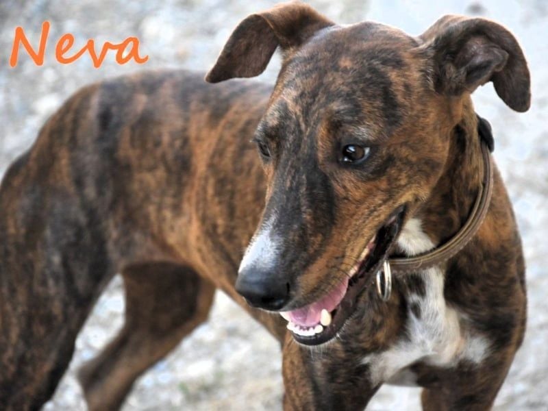 Neva geb. 10/2023 (ESP) - sehr liebes und verschmustes Galgo-Mix Mädchen!