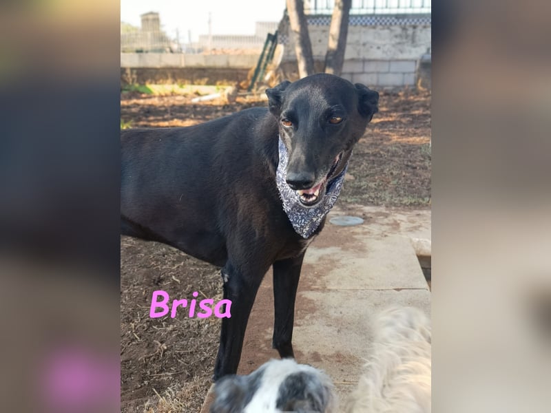 Brisa geb. 05/2019 (ESP) - anhängliche und liebevolle Galgo-Mix Hündin!