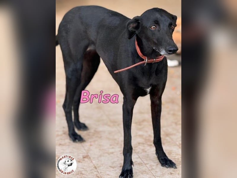 Brisa♥️geb. 05/2019 (ESP) - anhängliche und liebevolle Galgo-Mix Hündin!