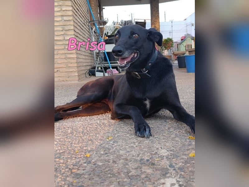 Brisa♥️geb. 05/2019 (ESP) - anhängliche und liebevolle Galgo-Mix Hündin!
