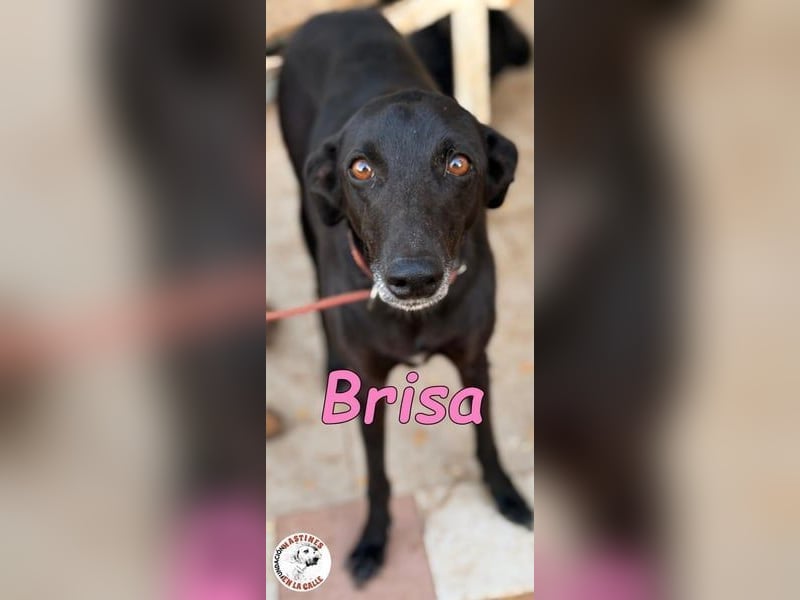 Brisa♥️geb. 05/2019 (ESP) - anhängliche und liebevolle Galgo-Mix Hündin!