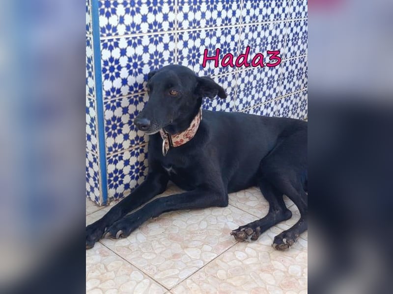 Hada3 geb. 05/2019 (ESP) - zuneigungsvolle und anhängliche Galgo-Mix Hündin!