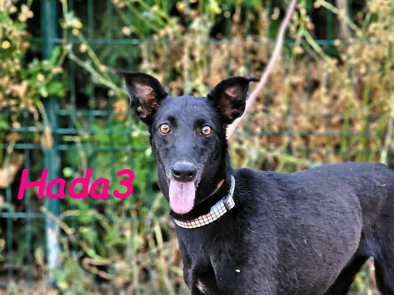 Hada3 geb. 05/2019 (ESP) - zuneigungsvolle und anhängliche Galgo-Mix Hündin!