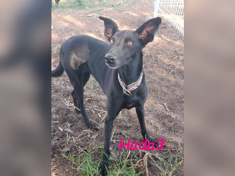 Hada3 geb. 05/2019 (ESP) - zuneigungsvolle und anhängliche Galgo-Mix Hündin!
