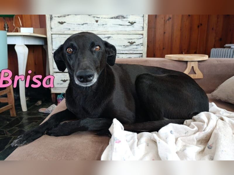 Brisa♥️geb. 05/2019 (ESP) - anhängliche und liebevolle Galgo-Mix Hündin!