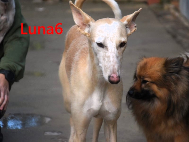 Luna6 geb. 08/2023 (ESP) - menschenbezogene und soziale Galgo Mix Hündin!