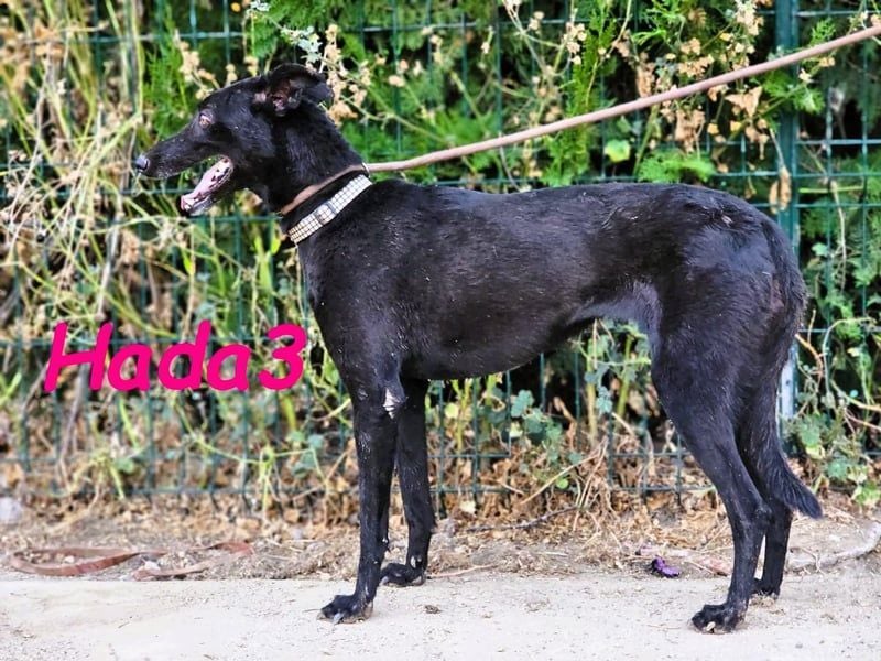 Hada3 geb. 05/2019 (ESP) - zuneigungsvolle und anhängliche Galgo-Mix Hündin!
