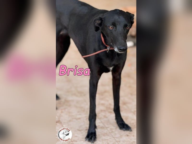 Brisa geb. 05/2019 (ESP) - anhängliche und liebevolle Galgo-Mix Hündin!