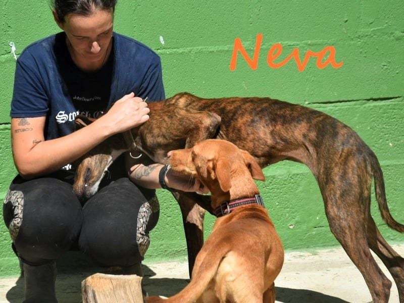 Neva geb. 10/2023 (ESP) - sehr liebes und verschmustes Galgo-Mix Mädchen!