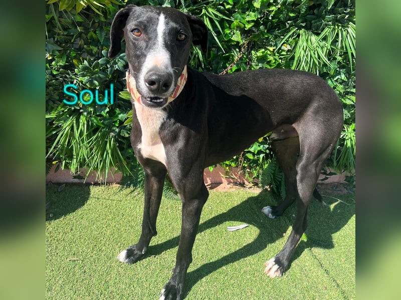 Soul geb. 05/2023 (ESP) - sanfter und liebevoller Galgo-Mix!