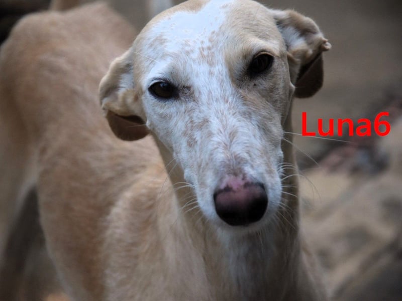 Luna6 geb. 08/2023 (ESP) - menschenbezogene und soziale Galgo Mix Hündin!