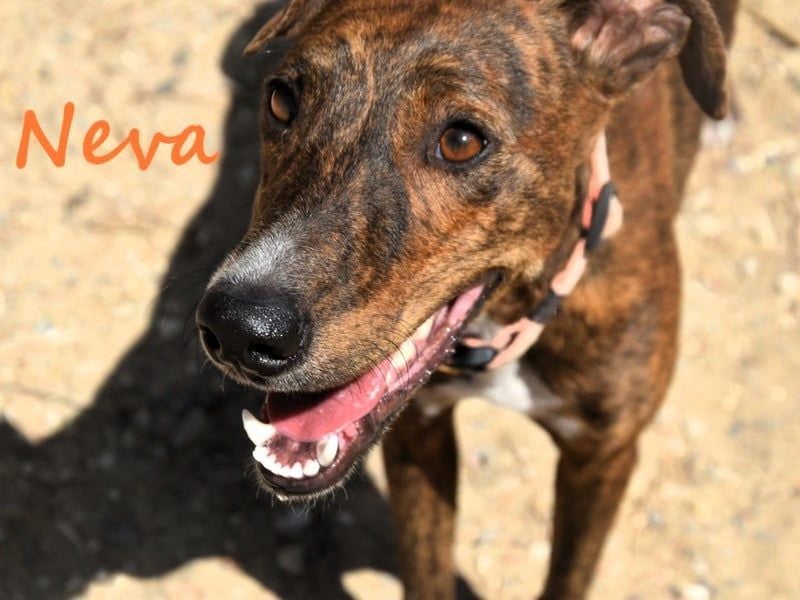 Neva geb. 10/2023 (ESP) - sehr liebes und verschmustes Galgo-Mix Mädchen!