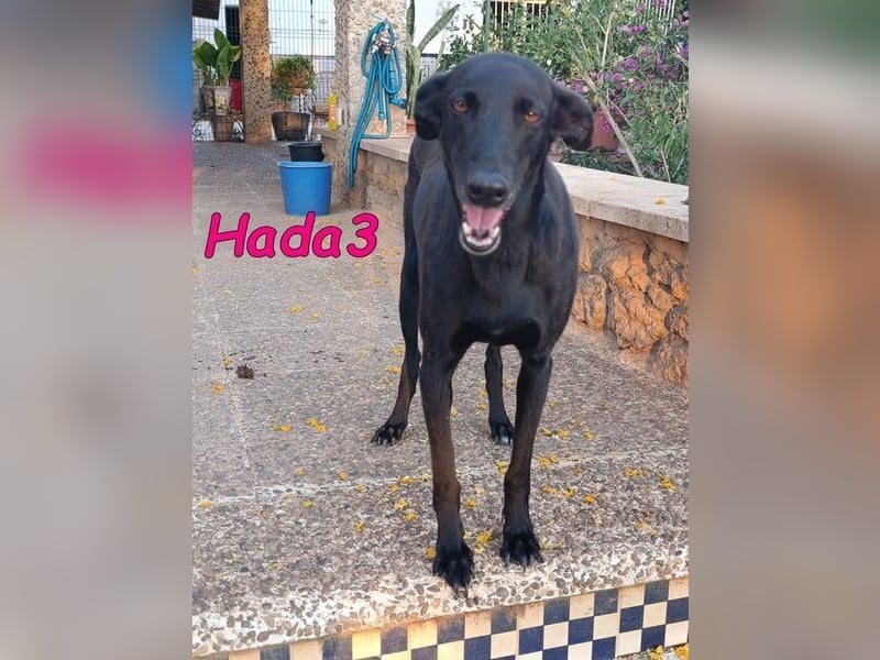 Hada3 geb. 05/2019 (ESP) - zuneigungsvolle und anhängliche Galgo-Mix Hündin!