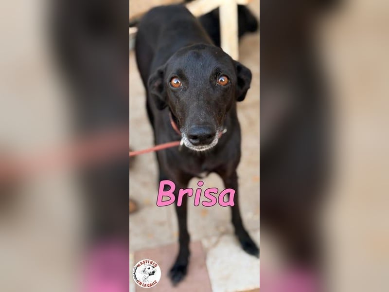 Brisa geb. 05/2019 (ESP) - anhängliche und liebevolle Galgo-Mix Hündin!