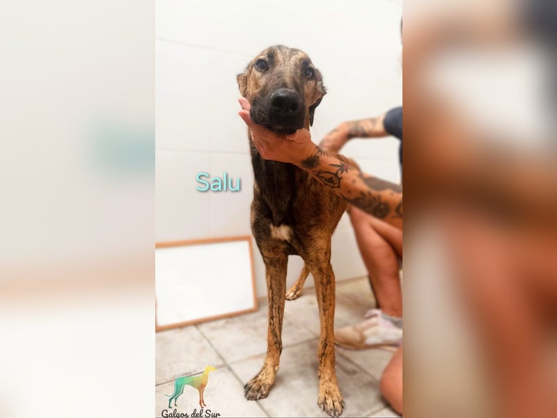 Salu geb. 12/2023 (ESP) - unglaublich liebevoller Galgo-Mix sehnt sich nach einem Zuhause!