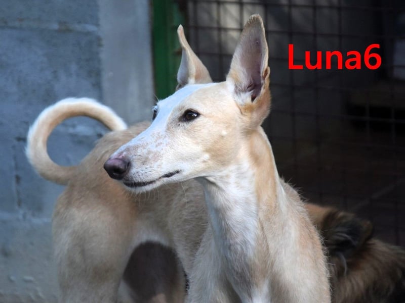 Luna6 geb. 08/2023 (ESP) - menschenbezogene und soziale Galgo Mix Hündin!