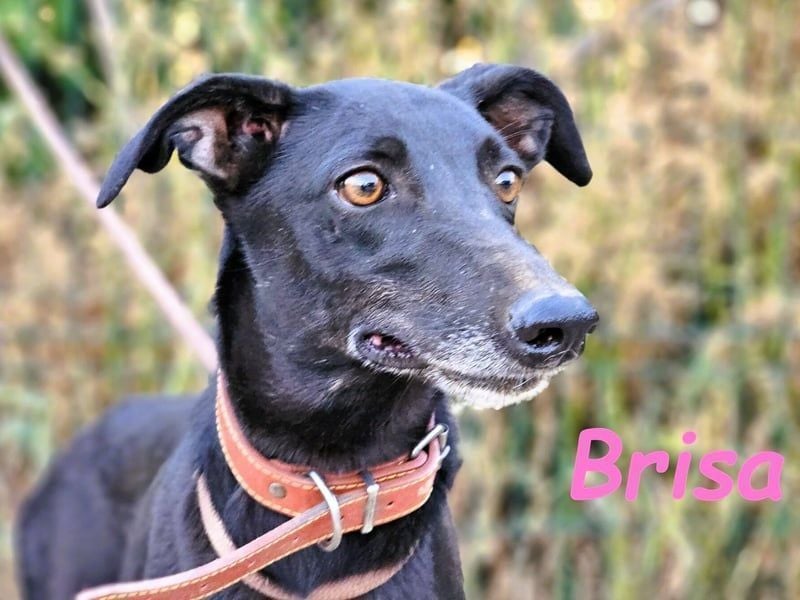 Brisa geb. 05/2019 (ESP) - anhängliche und liebevolle Galgo-Mix Hündin!