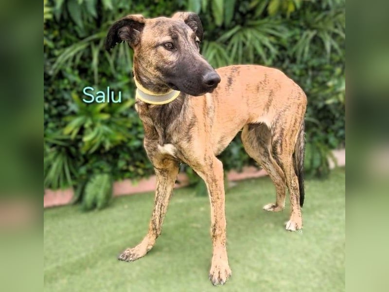 Salu geb. 12/2023 (ESP) - unglaublich liebevoller Galgo-Mix sehnt sich nach einem Zuhause!