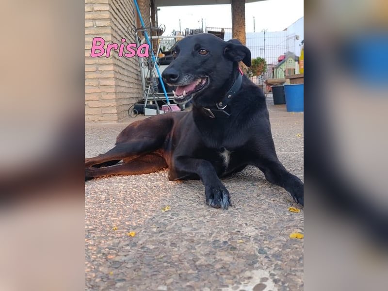 Brisa geb. 05/2019 (ESP) - anhängliche und liebevolle Galgo-Mix Hündin!
