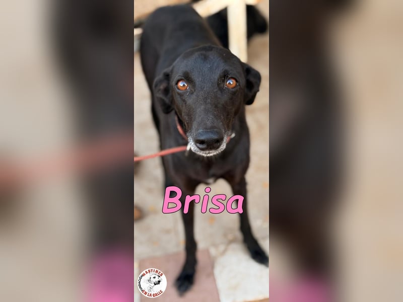 Brisa geb. 05/2019 (ESP) - anhängliche und liebevolle Galgo-Mix Hündin!