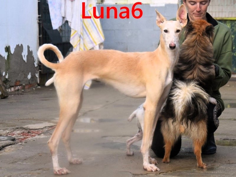 Luna6 geb. 08/2023 (ESP) - menschenbezogene und soziale Galgo Mix Hündin!