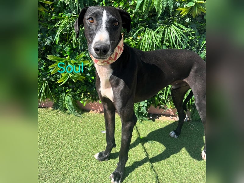 Soul geb. 05/2023 (ESP) - sanfter und liebevoller Galgo-Mix!