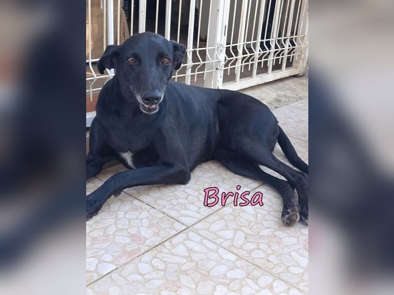 Brisa♥️geb. 05/2019 (ESP) - anhängliche und liebevolle Galgo-Mix Hündin!
