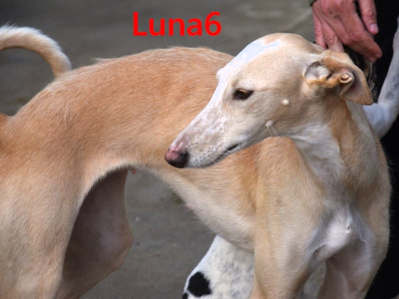 Luna6 geb. 08/2023 (ESP) - menschenbezogene und soziale Galgo Mix Hündin!