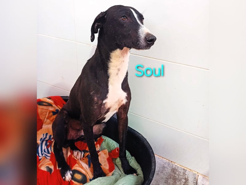Soul geb. 05/2023 (ESP) - sanfter und liebevoller Galgo-Mix!