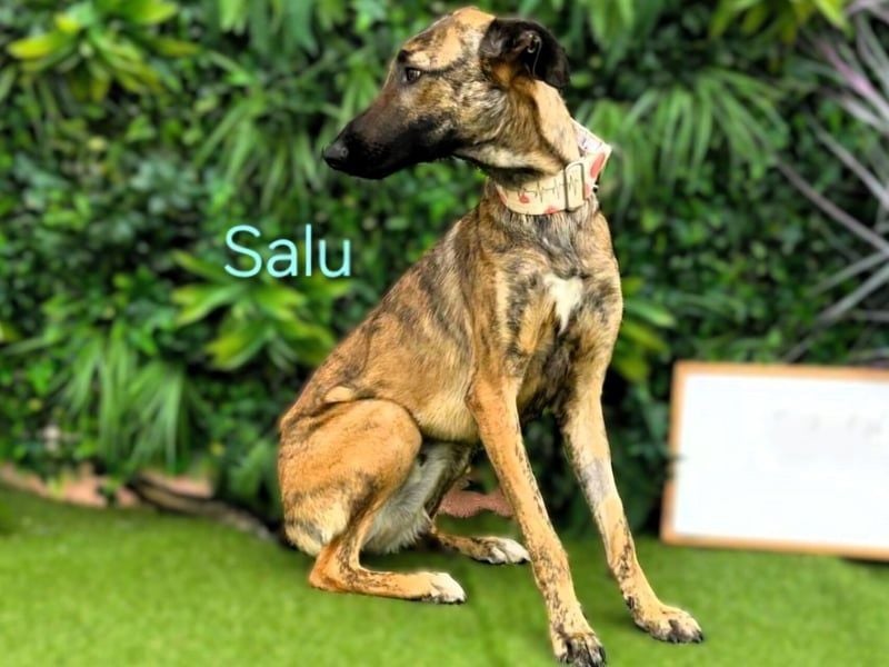 Salu geb. 12/2023 (ESP) - unglaublich liebevoller Galgo-Mix sehnt sich nach einem Zuhause!