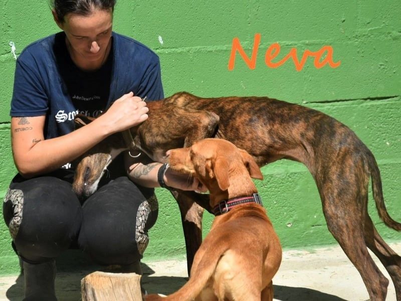 Neva geb. 10/2023 (ESP) - sehr liebes und verschmustes Galgo-Mix Mädchen!