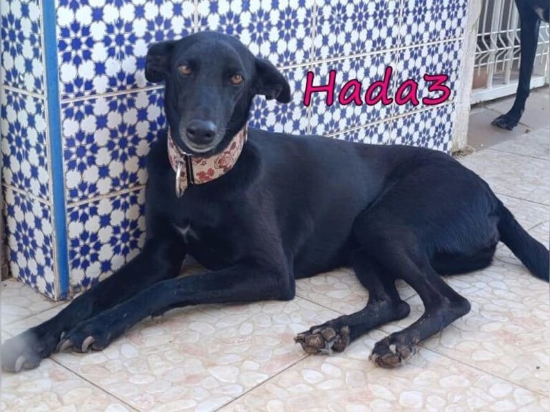 Hada3 geb. 05/2019 (ESP) - zuneigungsvolle und anhängliche Galgo-Mix Hündin!