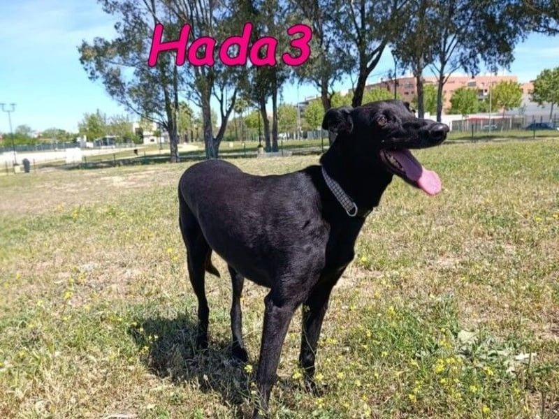 Hada3 geb. 05/2019 (ESP) - zuneigungsvolle und anhängliche Galgo-Mix Hündin!