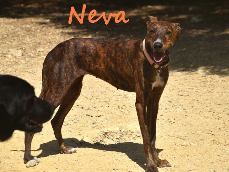 Neva geb. 10/2023 (ESP) - sehr liebes und verschmustes Galgo-Mix Mädchen!